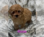 Rosie - Female Poodle (Miniature) Puppy for Sale - Photo #2
