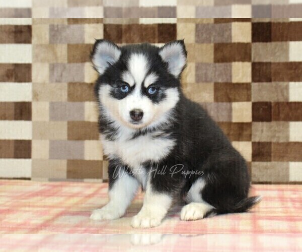 Medium Photo #1 Pomsky Puppy For Sale in DENVER, PA, USA