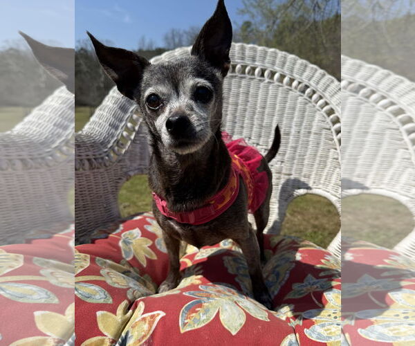 Medium Photo #8 Chihuahua Puppy For Sale in Attalka, AL, USA