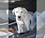 Small #6 American Pit Bull Terrier-Labrador Retriever Mix