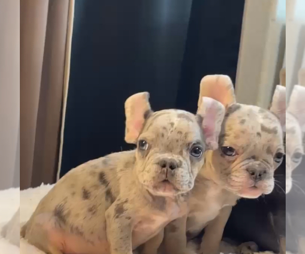 Medium Photo #7 French Bulldog Puppy For Sale in SAN MARINO, CA, USA