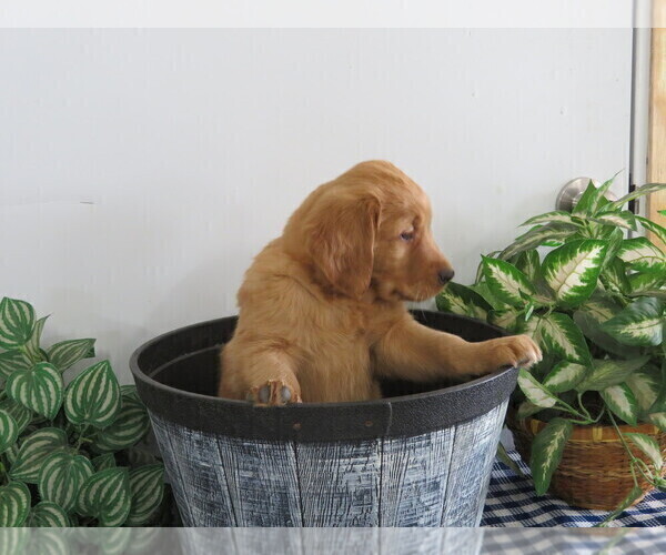 Medium Photo #4 Golden Retriever Puppy For Sale in THORP, WI, USA