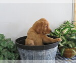 Small Photo #4 Golden Retriever Puppy For Sale in THORP, WI, USA