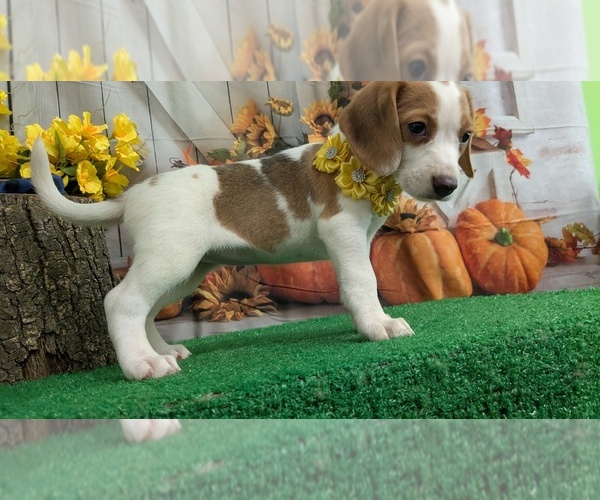 Medium Photo #1 Beagle Puppy For Sale in HAMMOND, IN, USA