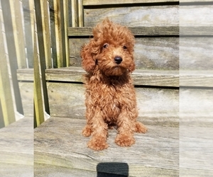 Poodle (Toy) Puppy for sale in PLYMOUTH, IN, USA