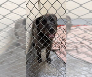GIANT SCHNAUZER -Unknown Mix Dogs for adoption in Anchorage, AK, USA