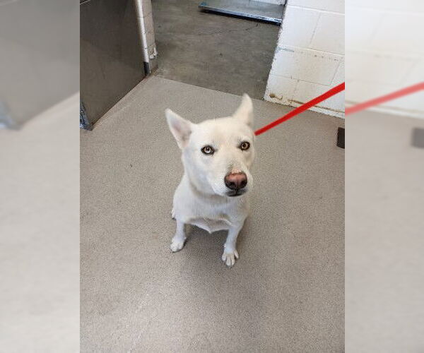 Medium Photo #1 Siberian Husky Puppy For Sale in San Bernardino, CA, USA