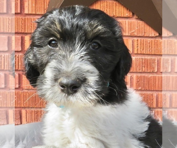 Medium Photo #2 Pyredoodle Puppy For Sale in PAYETTE, ID, USA