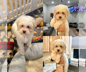 Maltipoo Puppy for sale in GREENVILLE, MI, USA