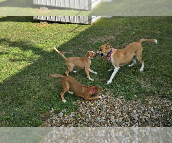 Medium Photo #2 Boxer-Unknown Mix Puppy For Sale in Burnsville, MN, USA