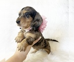 Image preview for Ad Listing. Nickname: AKC Violet