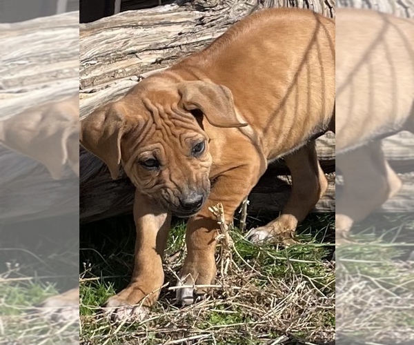 Medium Photo #48 Rhodesian Ridgeback Puppy For Sale in MORONGO VALLEY, CA, USA