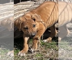 Small Photo #48 Rhodesian Ridgeback Puppy For Sale in MORONGO VALLEY, CA, USA