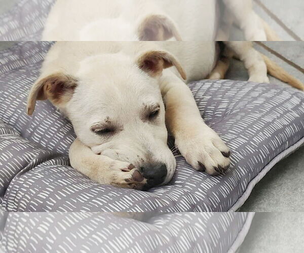 Medium Photo #6 Labrenees Puppy For Sale in Fultonham, NY, USA