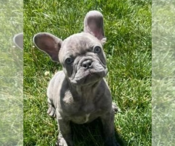 Full screen Photo #1 French Bulldog Puppy For Sale in BALDWIN PARK, CA, USA