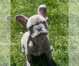 French Bulldog Puppy for Sale in BALDWIN PARK, California USA