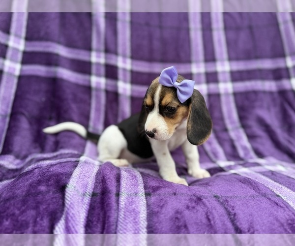 Medium Photo #8 Beagle Puppy For Sale in LAKELAND, FL, USA