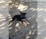 Small Photo #6 German Shepherd Dog Puppy For Sale in EAGLE CREEK, OR, USA