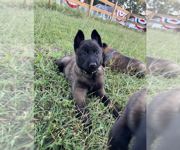 Medium Photo #3 Belgian Malinois Puppy For Sale in COLONIAL BEACH, VA, USA