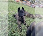 Small #2 Belgian Malinois