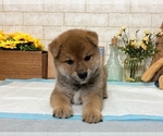 Small #5 Shiba Inu