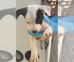 American Staffordshire Terrier-Unknown Mix Dogs for adoption in San Antonio, TX, USA