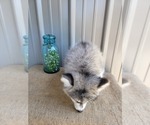 Small Photo #9 Pomsky Puppy For Sale in BELLEVUE, IA, USA