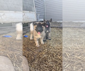 Akita Puppy for sale in SANBORN, NY, USA