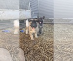 Small Akita