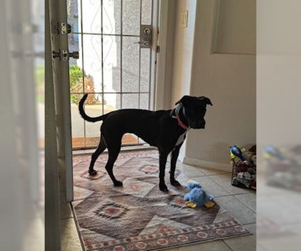 Medium Photo #5 American Pit Bull Terrier-Labrador Retriever Mix Puppy For Sale in Chandler, AZ, USA