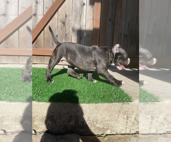 Medium Photo #6 American Bully Puppy For Sale in OAKLAND, CA, USA