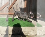 Small Photo #6 American Bully Puppy For Sale in OAKLAND, CA, USA