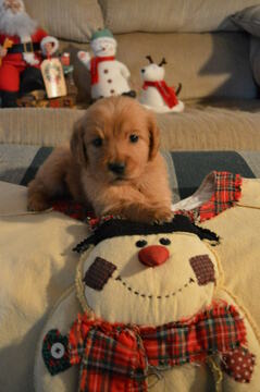 Medium Photo #1 Golden Retriever Puppy For Sale in MONON, IN, USA