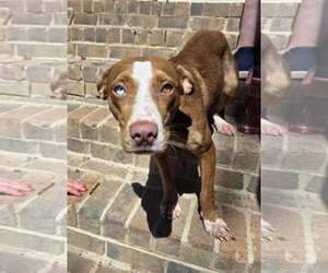 ANNABELLE - Female Mutt Dog for Adoption - Photo #4