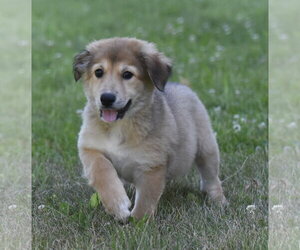 Golden Retriever-Unknown Mix Dogs for adoption in Mechanicsburg, PA, USA