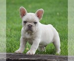 Small French Bulldog