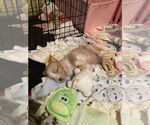 Small #1 Mutt
