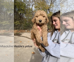 Goldendoodle Puppy for sale in BRKN ARW, OK, USA