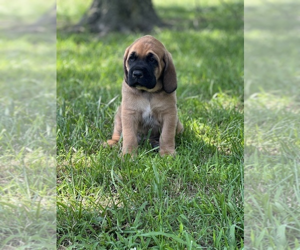 Medium Photo #6 Bloodhound-Mastiff Mix Puppy For Sale in COLCORD, OK, USA