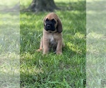 Small Photo #6 Bloodhound-Mastiff Mix Puppy For Sale in COLCORD, OK, USA