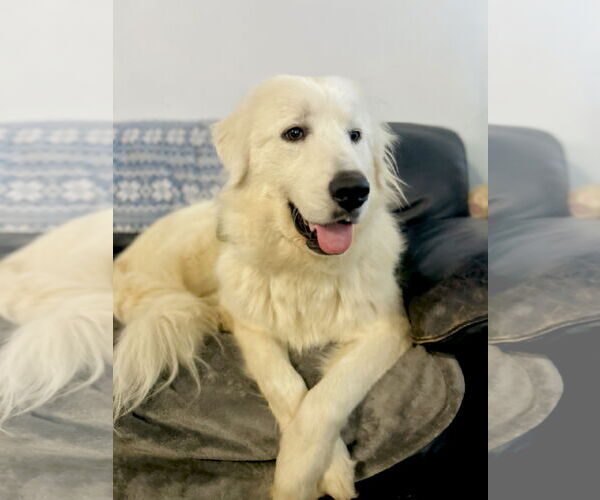 Medium Photo #3 Great Pyrenees Puppy For Sale in Spring, TX, USA