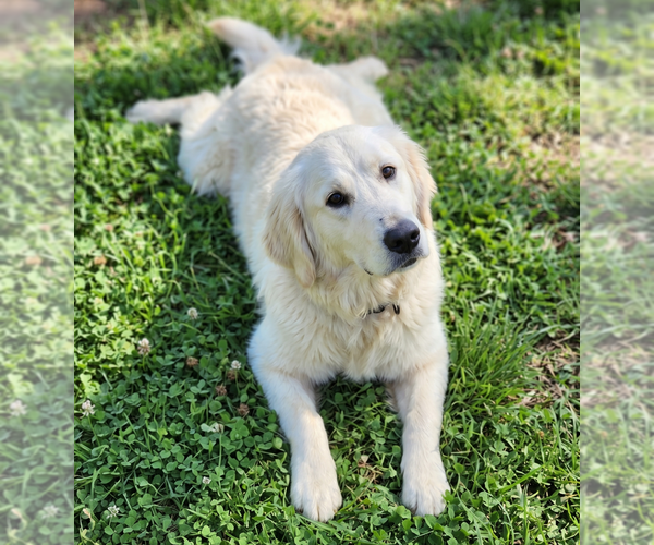 Medium Photo #3 Golden Retriever Puppy For Sale in Grovertown, IN, USA