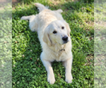 Small #2 Golden Retriever
