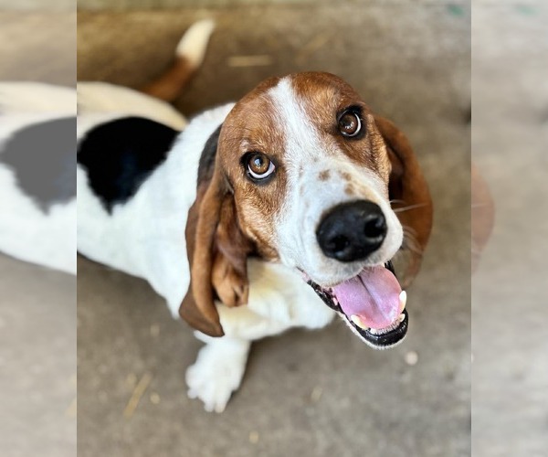 Medium Photo #2 Basset Hound Puppy For Sale in Deepwater, NJ, USA