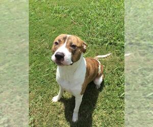 Mutt Dogs for adoption in Grovetown, GA, USA