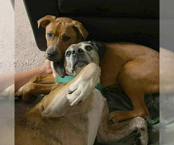 Medium Photo #1 Retriever -Unknown Mix Puppy For Sale in Martinsburg, WV, USA