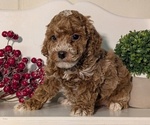 Small #2 Poodle (Miniature)