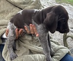 Puppy 3 Pumpkin German Shorthaired Pointer-German Wirehaired Pointer Mix