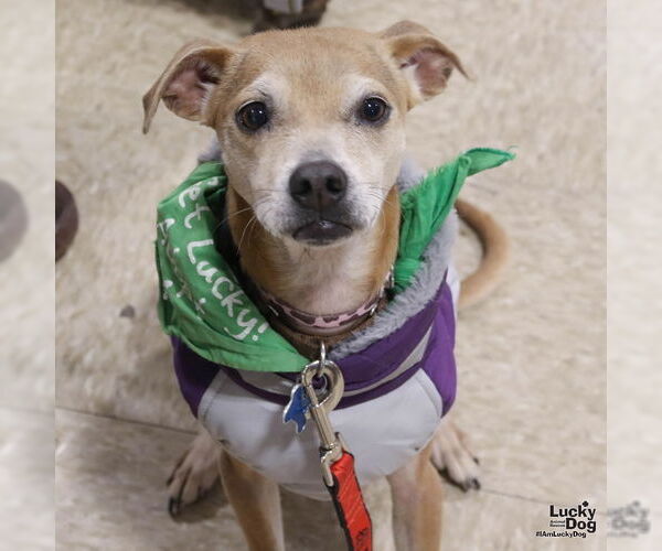 Medium Photo #7 Chihuahua-Unknown Mix Puppy For Sale in Washington, DC, USA