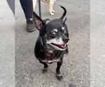 Small #2 Chihuahua Mix